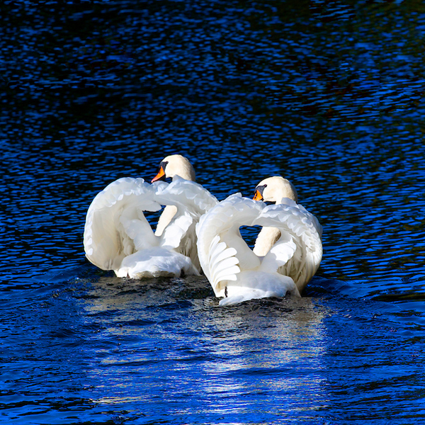 image of two swans swimming in vibrant blue water