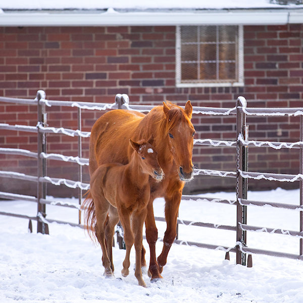 image of a brown colt and his mother in the snow at the ISU Horse Barn