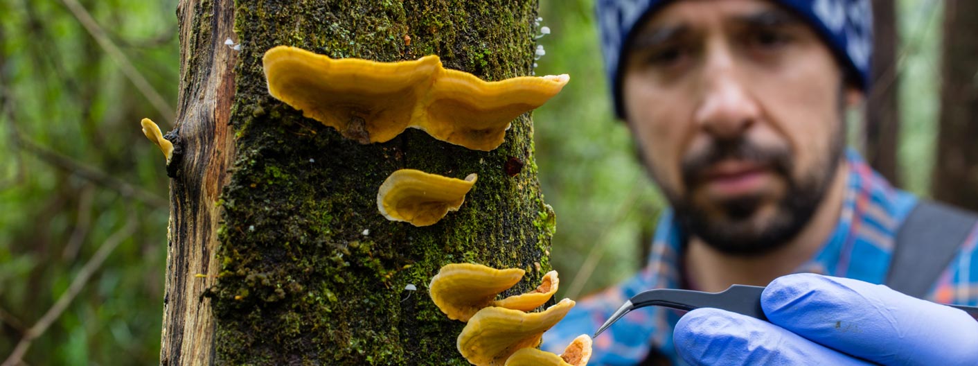a researcher collecting a sample of fungi and moss from a tree using forceps.